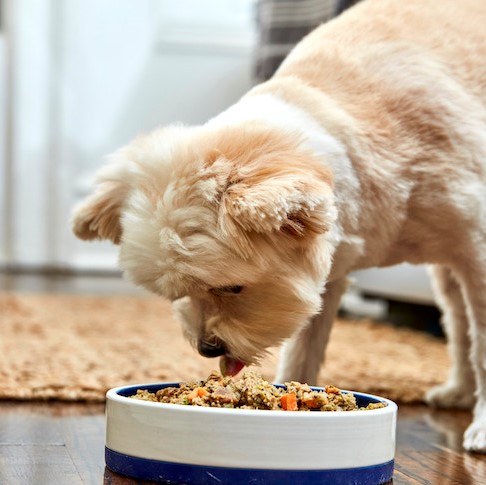 Small Breed Dog Food