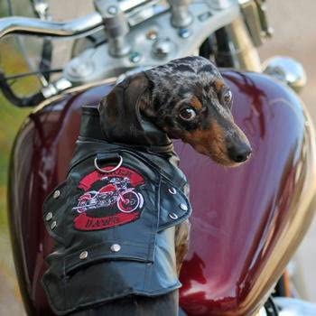 Biker Dawg Pleather Biker Dog Jacket image2