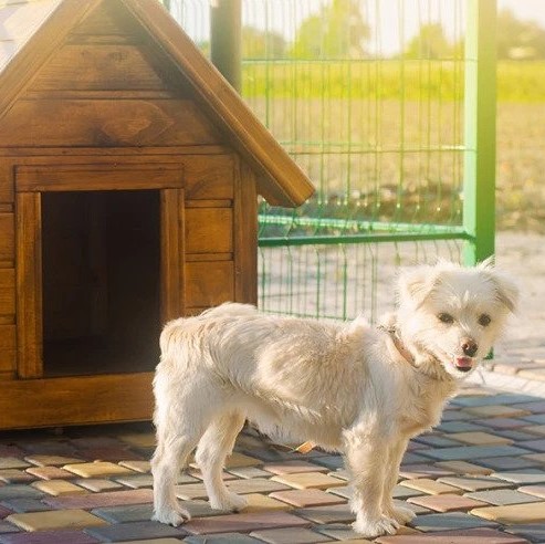 What to know before you buy an insulated dog house